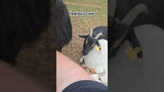 Jealous cow #animal #animals #pets #pet #cow #shorts #viralshorts #fyp #fypシ゚viral #funnyanimals #yt