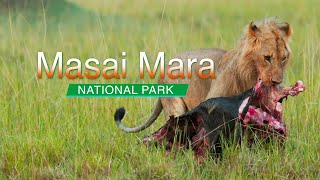 Maasai Mara National Reserve | Kenya Trip Video -02