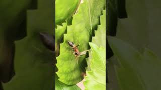 Ant feeding Mosquito #shorts #animalbehaviour #beinganimal