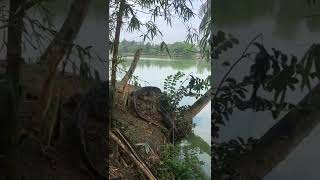 Two Deadly and Venomous Alligators Fight  #shorts