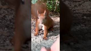 🐿️close-up👁️#squirrel #shorts #animals #cute #동물 #动物 #nature #松鼠 #funny #cuteanimals #eating