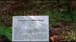 #Mauritius #Botanical Garden  #Different Spices #Part -5