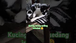 KUCING LORENG PALING SANTAI