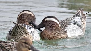 Marzaiole 2022 - Garganey 2022 (Anas querquedula)