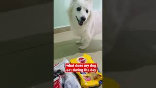 what my dog eat in a day🐶#shorts #doglover #aemitripathi ❣️