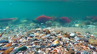 Colorful Salmon Spawning!