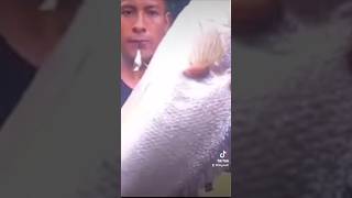 ENORME CORVINA DE AGUA DULCE EN LA LINEA #fishing #fishingtour #fish #VIRALVIDEO #VIRA #PESCA #RIO