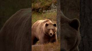 Кто дразнил медведя? Выходи! #shorts #animals #bear #медведи #животные