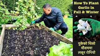 How & When To Grow Garlic In UK | Growing garlic at home | Nepali Garden UK | Nepali Family UK