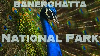 Bannerghatta National Park | Cinematic