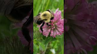 Bumblebee Working on a Red Clover #bumblebee