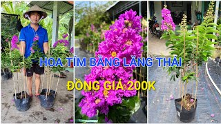 2 cây Bằng Lăng Thái 2 màu tím, hồng - 0902.456.209 Nam