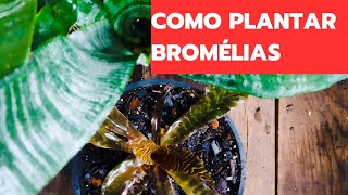 As melhores dicas de cultivo para replantar bromélias