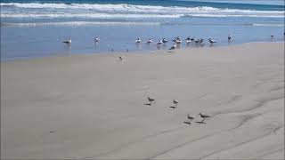 Ponce Inlet, Daytona Beach