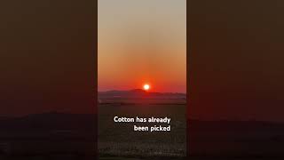 #jesus #sunset #farmlife #cotton