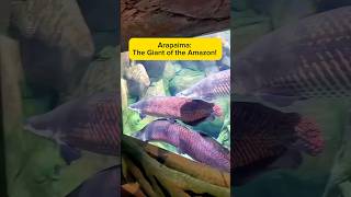 Arapaima: The Giant of the Amazon! AquaVerse #arapaima #arapaimagigas #shorts