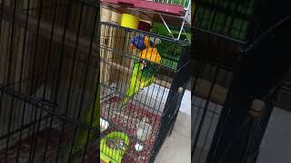 Dancing lorries |Dancing parrot #lorikeet