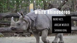 How Heavy Can a White Rhino Get? Meet the Zoo’s Gentle Giant!