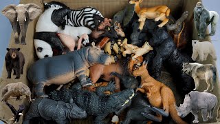 sea animals entertainment 13+ dinosaur cow tiger lion zebra crocodile panda wolf shark. Animals Demo