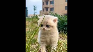 Innocent cat #viral #shortsvideo #kitten #shorts