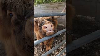 Highland Cows | ITS SO FLUFFY Cow Creek Farm Plant City #florida #animal