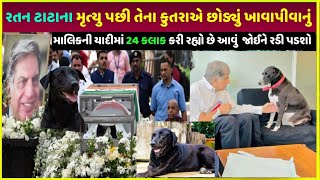 રતન ટાટાના મૃત્યુ પછી કુતરાએ કર્યું આવું | Ratan Tata Dog property paise kaise kamaye dekho dog goa