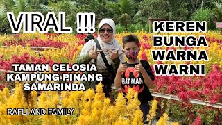 Keindahan Taman Bunga Celosia || Celosia Garden || Taman Bunga kampung Pinang Samarinda