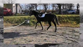 Elaine and Reggie's Fall Horseback Ride