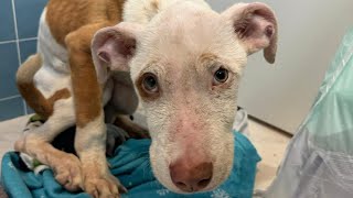 Mistreated, Terrified Rescue Puppy Slowly Learning to Trust Again