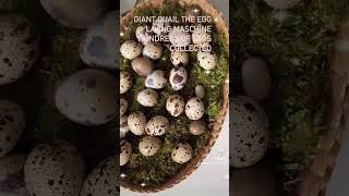 #quail #eggs #nutritious #foods #diet