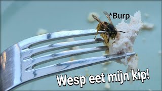 Wesp eet mijn kip!