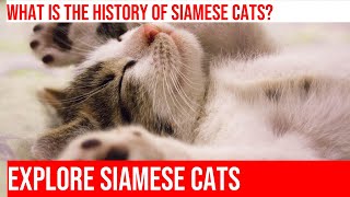 Explore the Fascinating History of the Siamese Cat Breed