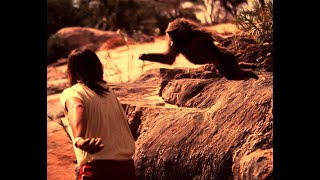 BABOON LEAPS ON RESEARCHER - On Woman's Head - CHIMPANZEE - George Burns TONIGHT SHOW "Monkey Rag"