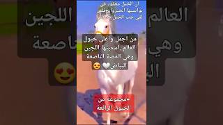 عجائب مخلوقات الله_ الحصان الفضي #معلومات #خيل_عربيه_اصيله  #animals