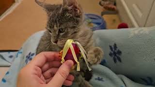 Foster Kitten Skrunky the Stunky is a Mighty Huntress & Defeats Fishy Prey With Ease! [REAL]