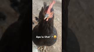 Ayam Galak😂 #ayamlucu #chicken #ayamayam #fypシ゚viral