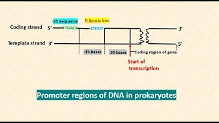 Transcription. Prokaryotes & Eukaryotes. Mol. Biology #2