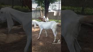 Goat Farming// Islamabad Goat Farm // Goat Farming In Pakistan