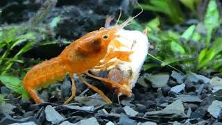 Cambarellus patzcuarensis orange eats a dead fish