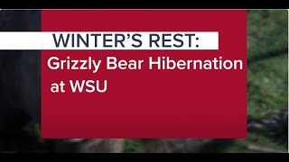 Winter's Rest: WSU's Grizzly Bear Hibernation