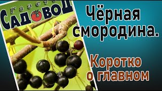 ЧЁРНАЯ СМОРОДИНА. Коротко о главном