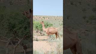 Camel life style #ytshorts #camel #shorts #camelinthedesert #camellove #camelfarm #camellife