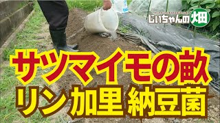 サツマイモ植え付け前の畝づくり。リンとカリ、納豆菌液を加えて高畝にしておく。5/23