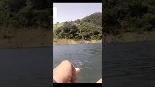 Mira como salta está trucha | Pesca de Lobinas #shorts #fish