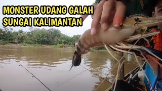 tarikan keras monster udang galah sungai kalimantan || mancing udang galah