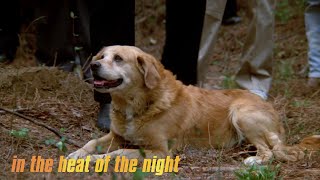 Dog Helps Detectives With Their Search | In The Heat Of The Night