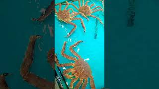 Live Red King Crab