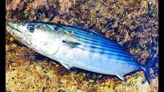 Yakala Bırak Palamut Avı Light Shore Jigging Catch and Release Bonito Fishing カツオ 釣