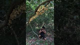 Primitive boy eating wild fruit in the rainforest #shorts