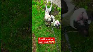 Dog life in Canada| Bro thinks it's a club🤣| Funniest dog dance #canada#ytviral #cut2cutreviews